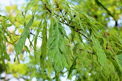 Quercus petraea 'Laciniata' - dub zimní drnák - jarní listy